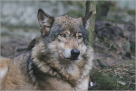 <p>VLK OBECNÝ (Canis lupus) Zoo Děčín</p>